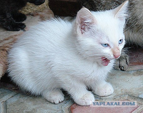 Ура, котовторник! (01.07.2008)