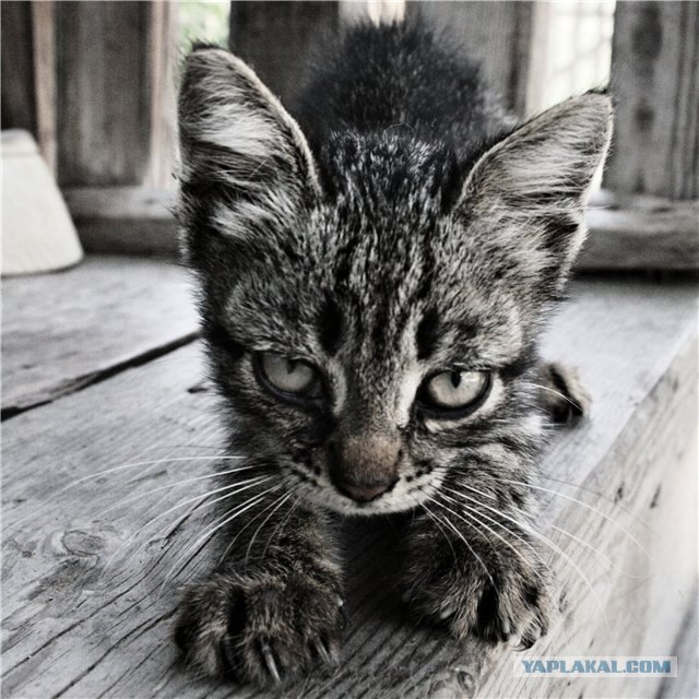 Коты на вторник на ЯПлакалъ (07.10.2008)