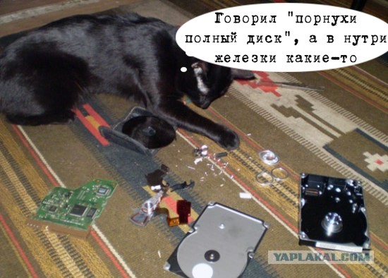 Кот Кузя