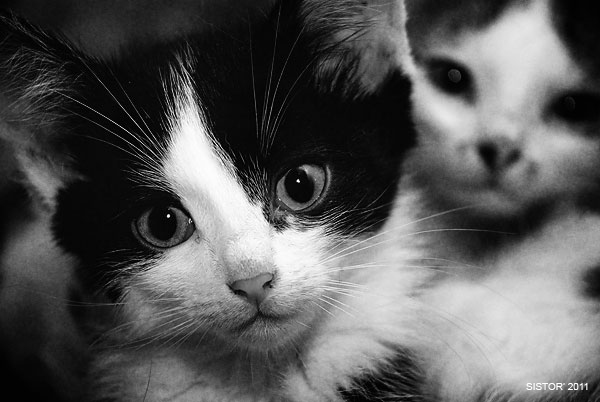Котовторник, для любителей кошек