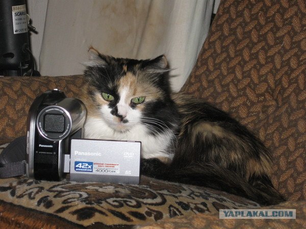 Котовторник 06.09.11