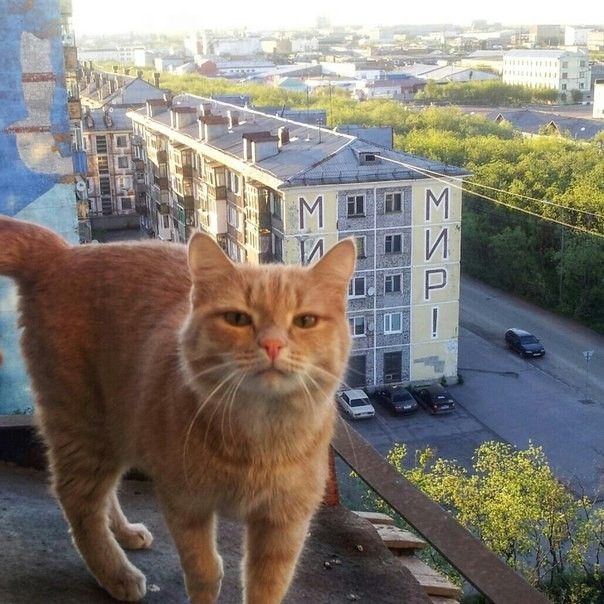 Прикольных котов пост