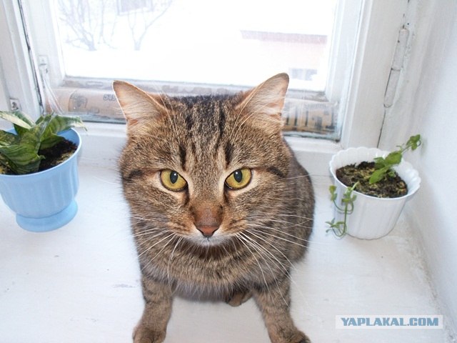 Котовторник 27.12.11