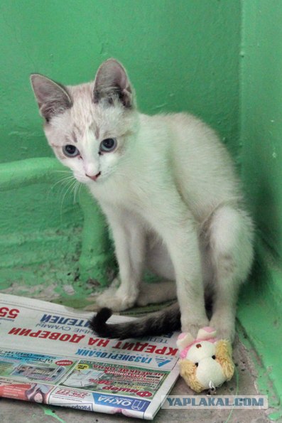 Котовторник 17.04.2012