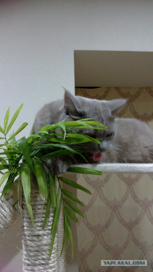 Котовторник на 26.06.12