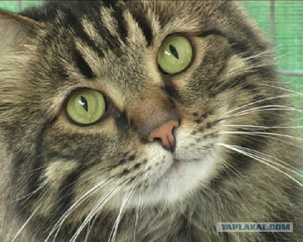 Котовторник 24.07.2012