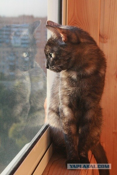 Котовторник  21.08.12