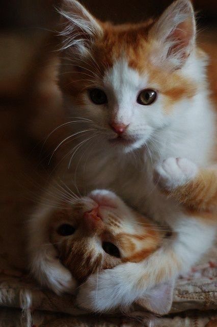 Забавные картинки с котами из сети