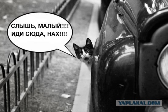 Фотожаба: Кот