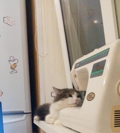 Котовторник