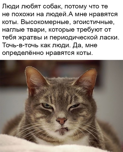Картинки с надписями и котами