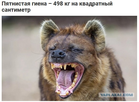 Не на того напал...