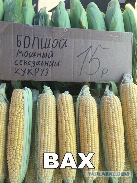 Дикой кукурузы в природе не существует. Как же она появилась у человека на полях