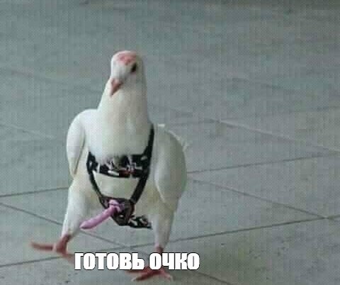 Почему обычный секс уже не в моде?
