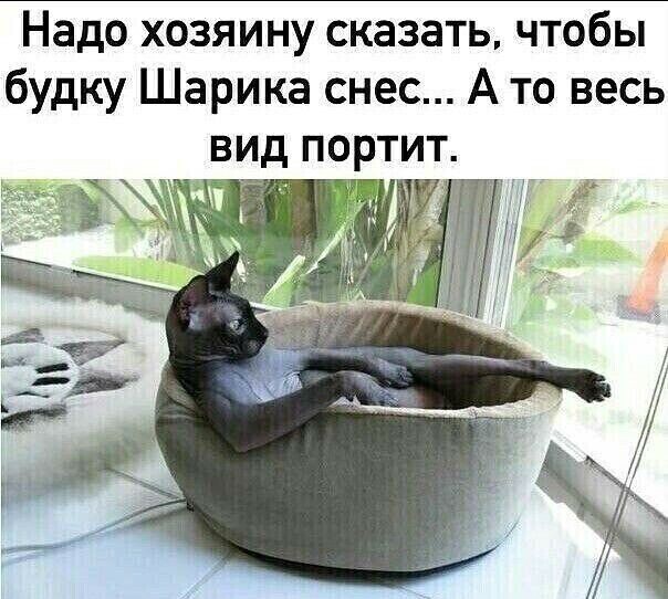 Весёлые картинки 13.04.2022