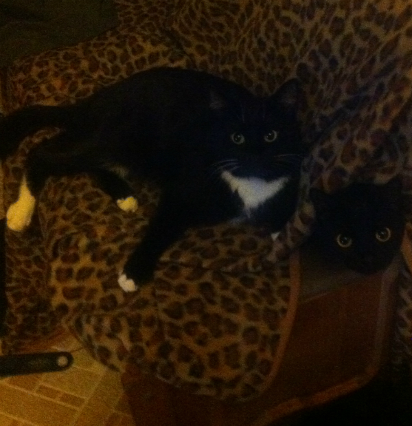Котовторник  19.03.2013