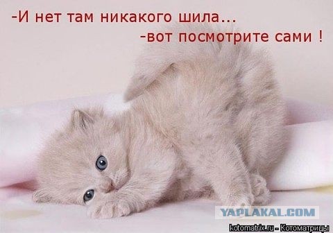 Есть кошки, у которых шило в одном месте