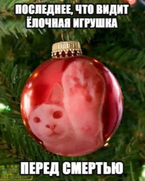 Кто украл мой пертуссин?