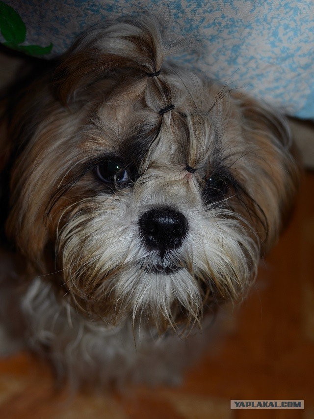 10 самых агрессивных пород собак