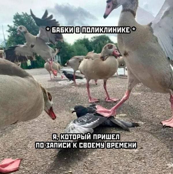 Картинки для деградации 106 (разной степени свежести)