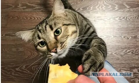 Воротник для кота