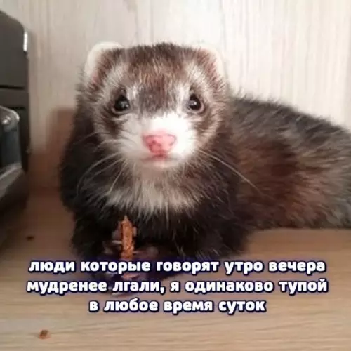 Картиночки, баянчики 16 февраля