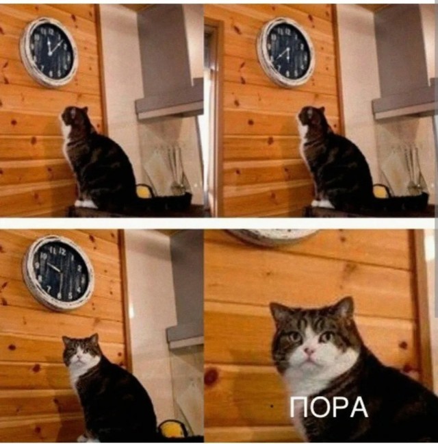 Мой кот тоже всегда на страже.