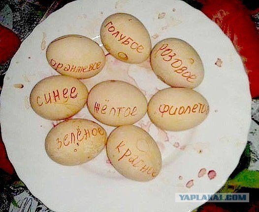 Голубые яйца от Солигорской птицефабрики появятся в продаже в середине 2027 года