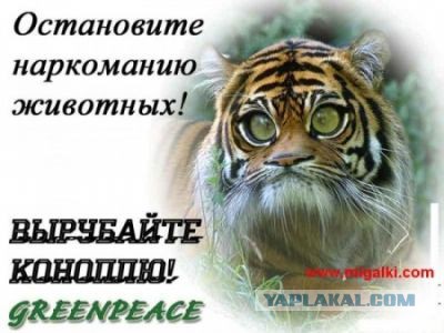 Где-то в Долине Изенгарда