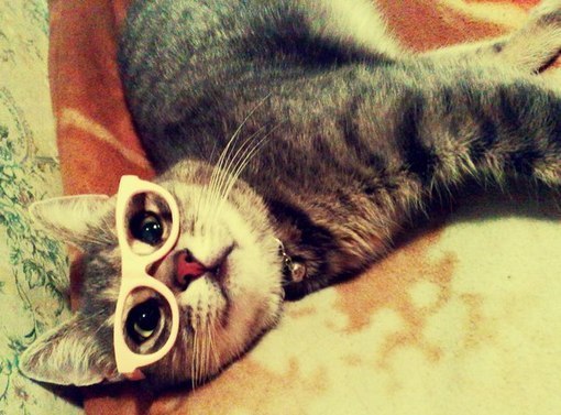 Польза от котов