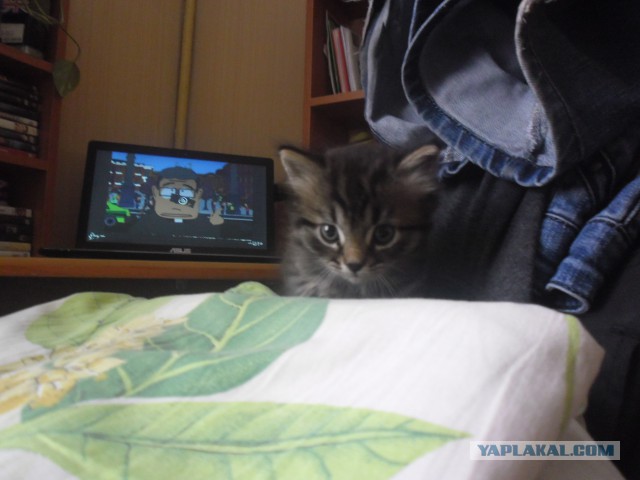 Котовторник 6.05.2014