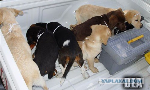 Контрабанда наркотиков