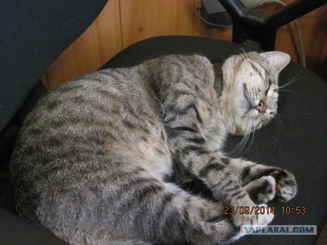 Котовторник 23.09.2014.