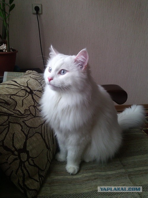 Котовторник 7.10.2014