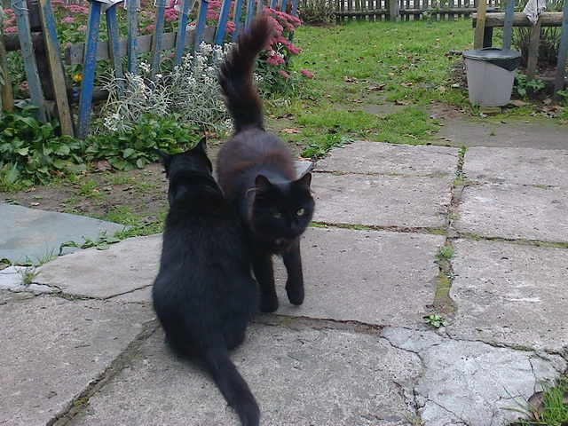 Котовторник 28.04.2015