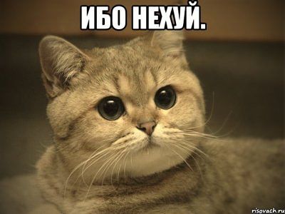 Известные котомемы.
