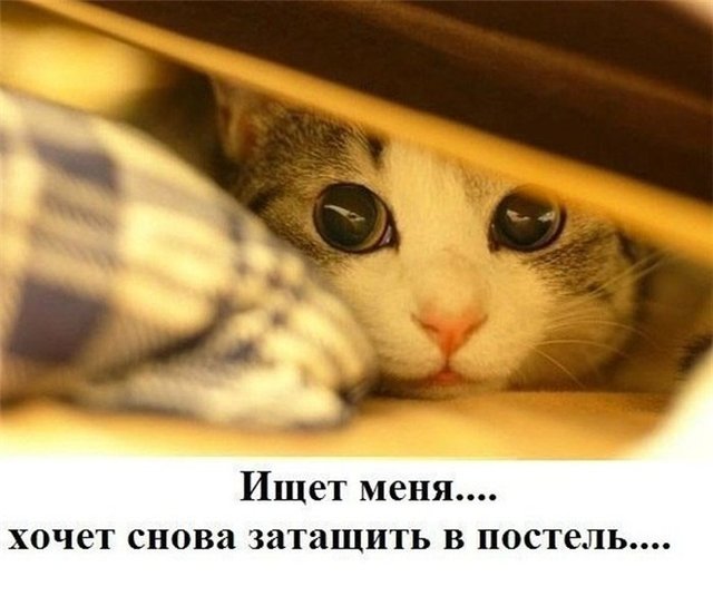 Котовторник 14.07.2015