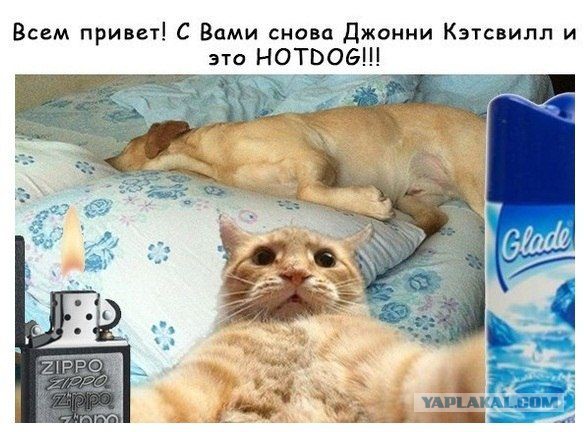 Прикольные коты