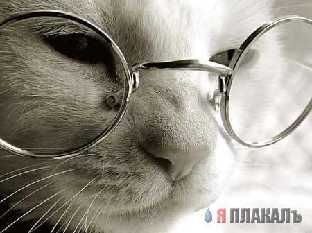 Коты, кошки, котята