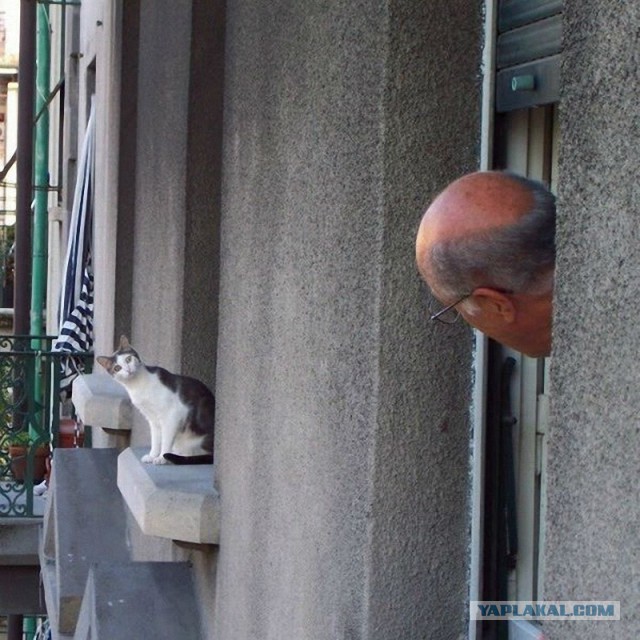 Коты в засаде