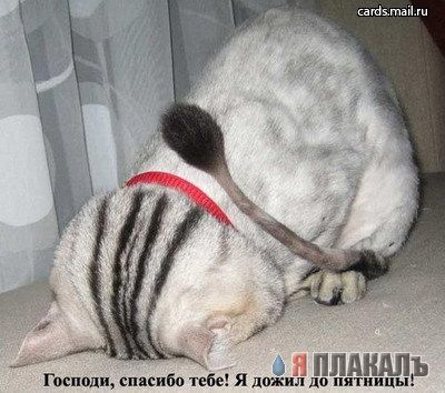 Коты, кошки, котята