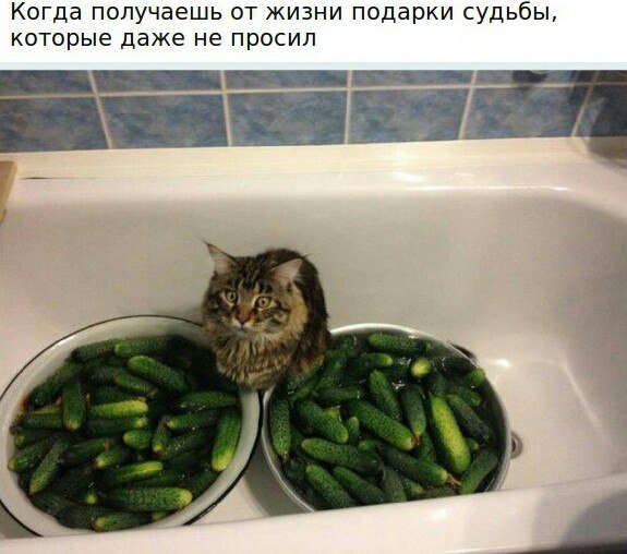 Веселые картинки