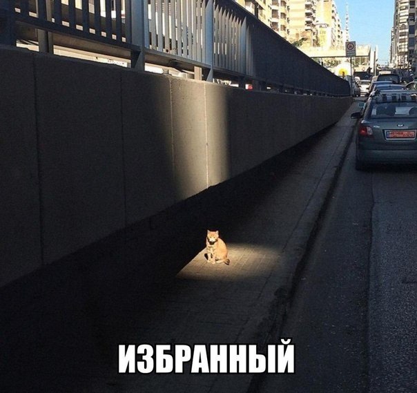 Мохнатые беспредельщики