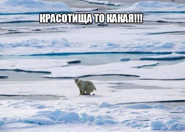 Божьи твари