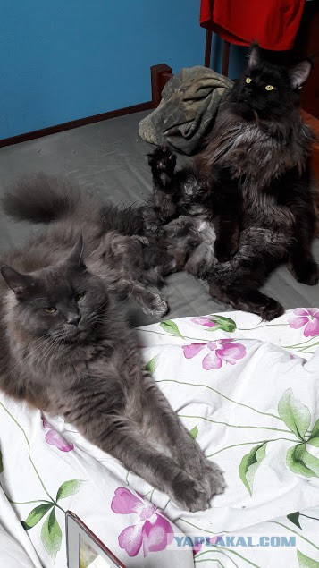Котовторник 21.06.16