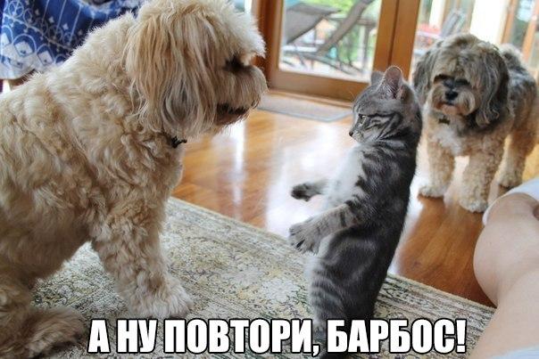 Мохнатые беспредельщики
