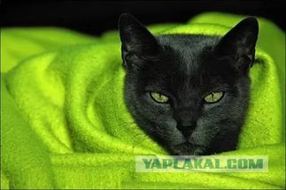 Юкка: уход и размножение