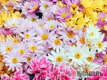 Скоро весна! ЦВЕТЫ