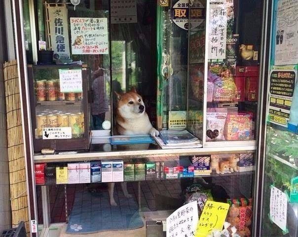 Прикольные животные