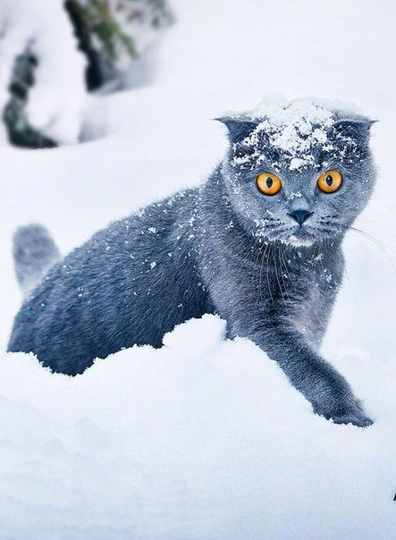 Коты из сети